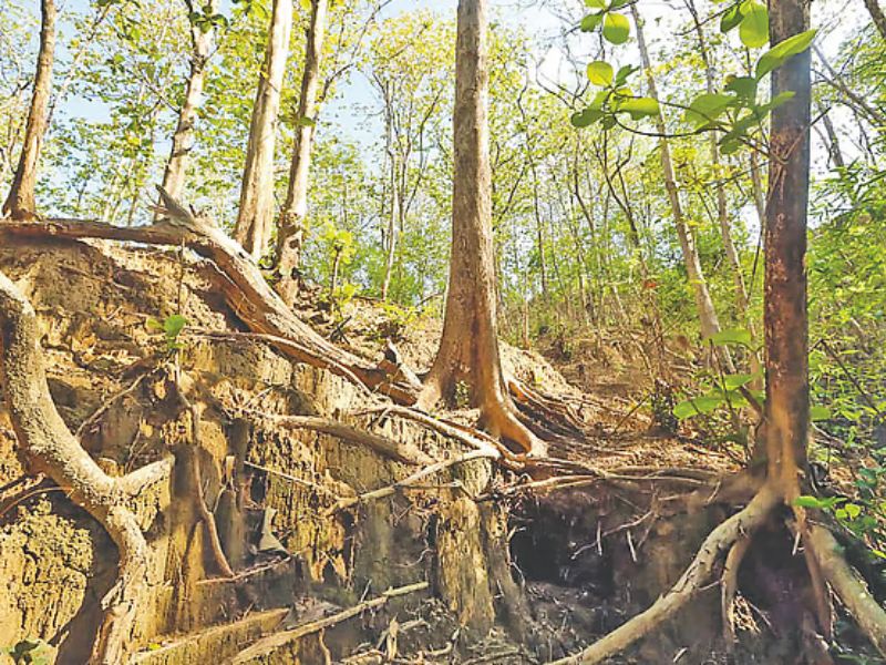 পার্বত্য কৃষিতে জীববৈচিত্র্য হুমকিতে